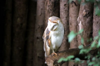 Close-up of owl perching on tree