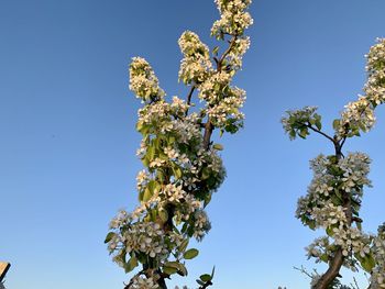 Low angle view of cherry blossom against clear blue sky