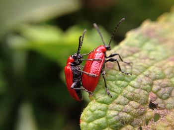 Close-up of insect on leaf