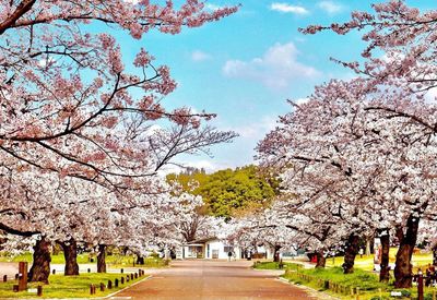 View of cherry blossom trees in park