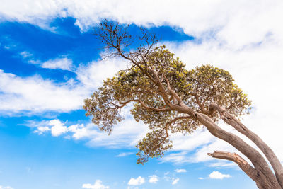 Low angle view of tree against sky