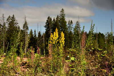 Panoramic view of trees on field against sky