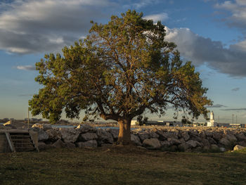 Tree on field against sky