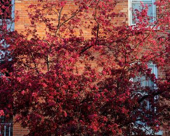Pink flowers growing on tree