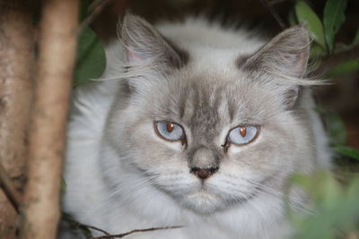 Close-up portrait of cat