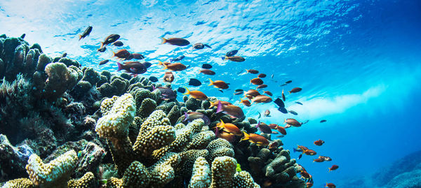 View of fishes swimming in sea