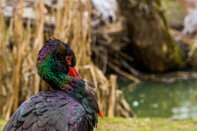 Close-up of peacock