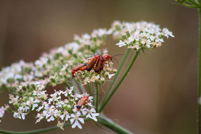 Close-up of insect on flower