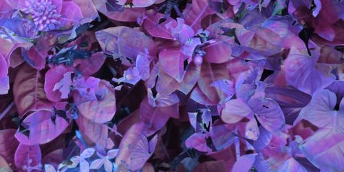 Full frame shot of purple flowering plants