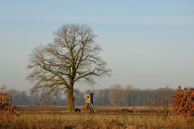 Bare tree on field against sky