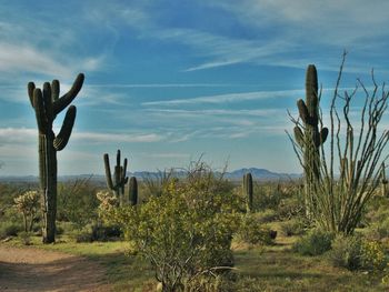 Cactus plants on field against sky