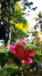 Close-up of pink flowering plant