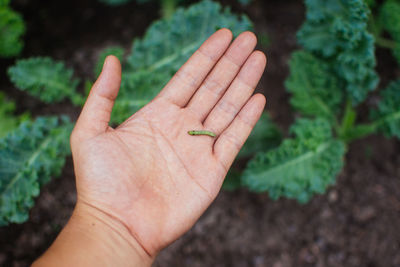 Close-up of person hand holding plant