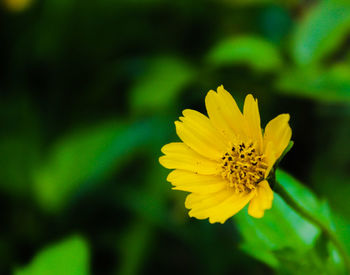 Close-up of yellow flower blooming outdoors