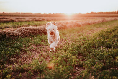 Dog standing on field