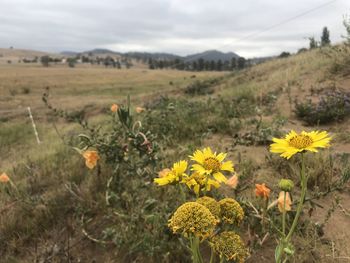 Yellow flowering plants on land against sky