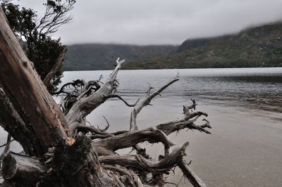 Dead tree by water against sky