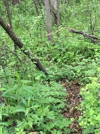 Trees growing in forest