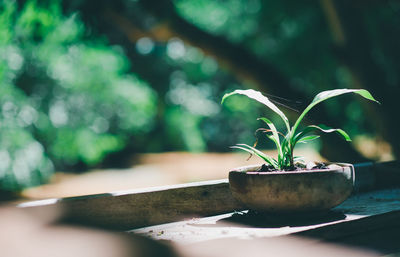 Close-up of potted plant on table