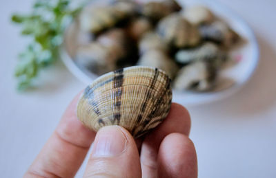 Close-up of person holding shell