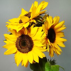 Close-up of sunflower against yellow background