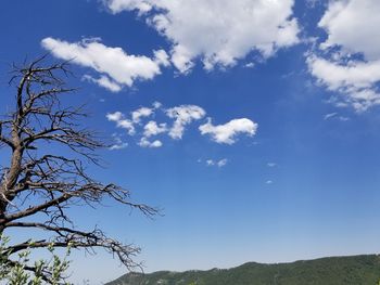 Low angle view of tree against blue sky