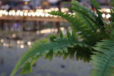 Close-up of succulent plant at night