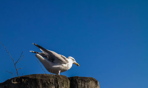 Low angle view of seagull perching on wooden post against clear blue sky