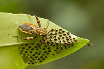 Close-up of butterfly on leaf