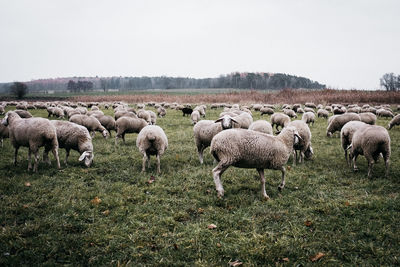 Flock of sheep on field