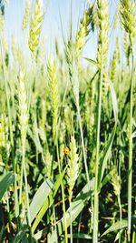 Close-up of wheat in field