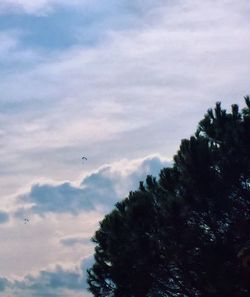 Bird flying over tree against sky