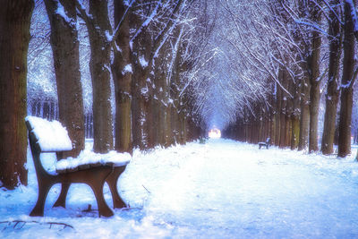 Trees on snow covered field at night