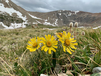 Yellow flowering plants on field against mountains