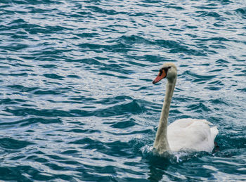 Swan swimming in lake