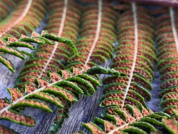 Close-up of fern