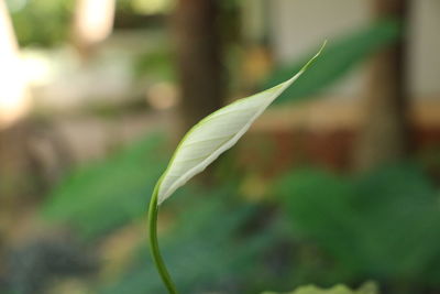 Close-up of plant against blurred background