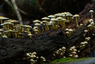 Close-up of mushrooms growing on tree trunk