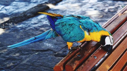 High angle view of gold and blue macaw perching on wooden bench