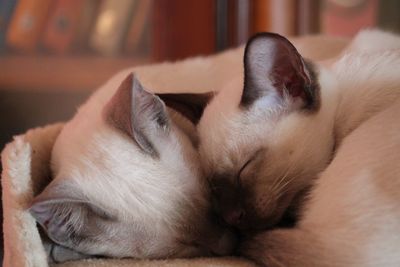 Close-up of cat sleeping