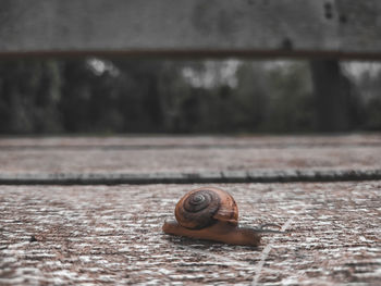 Close-up of snail on wood