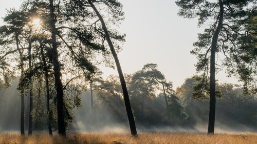 Trees on field against sky during foggy weather