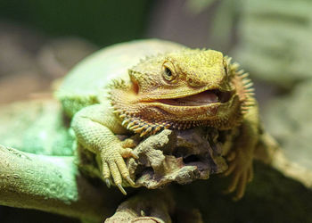 Close-up of lizard on rock