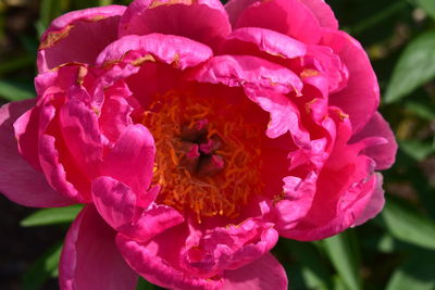 Close-up of pink rose flower