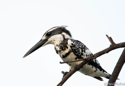 Close-up of bird perching on tree against clear sky