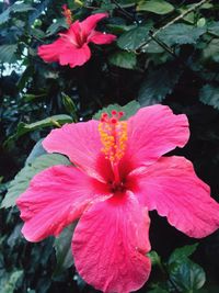 Close-up of pink flower blooming outdoors