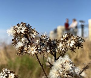 Close-up of flowering plant on field against clear sky