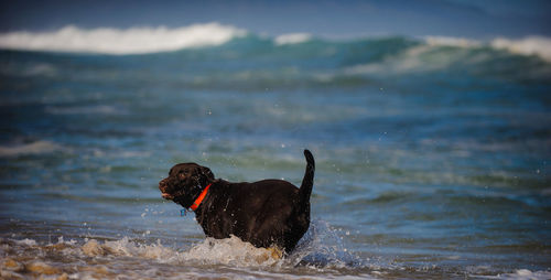 Dog on beach