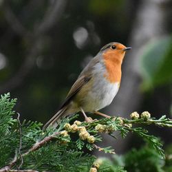 Close-up of bird perching on plant