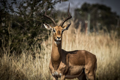 Portrait of impala standing against plants on field